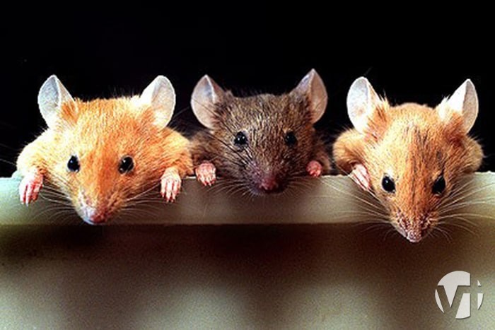 3 con chuột ăn trộm mỡ